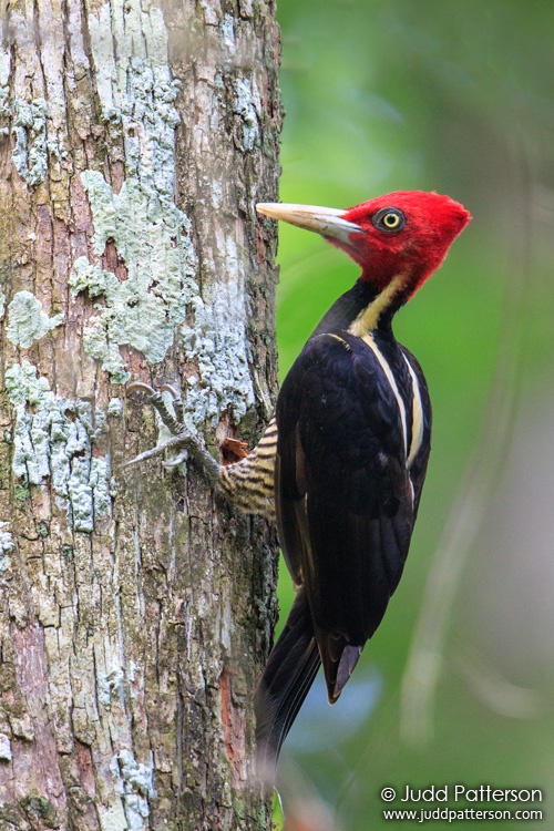 Pale-billed Woodpecker, La Milpa Field Station, Belize